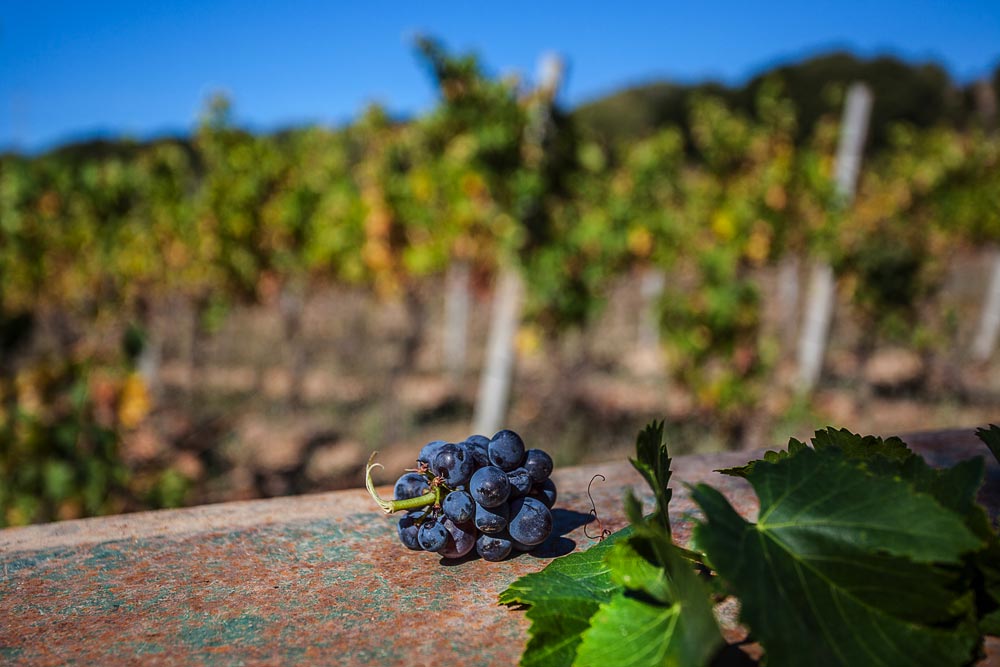 Du Piémont à la Gallura: le vin Nebiolo de Luras