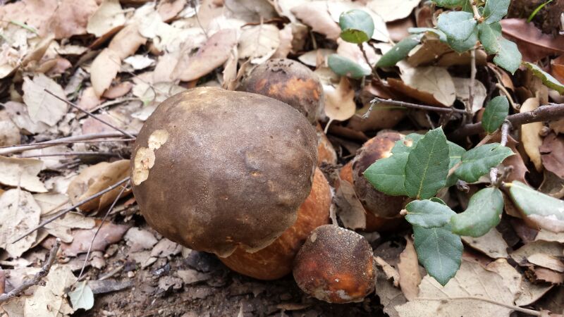 Pilze in Gallura: wann und welche pilze gefunden werden können