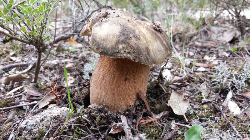 Chercher des champignons en Gallura: quand les chercher et lesquels vous trouverez