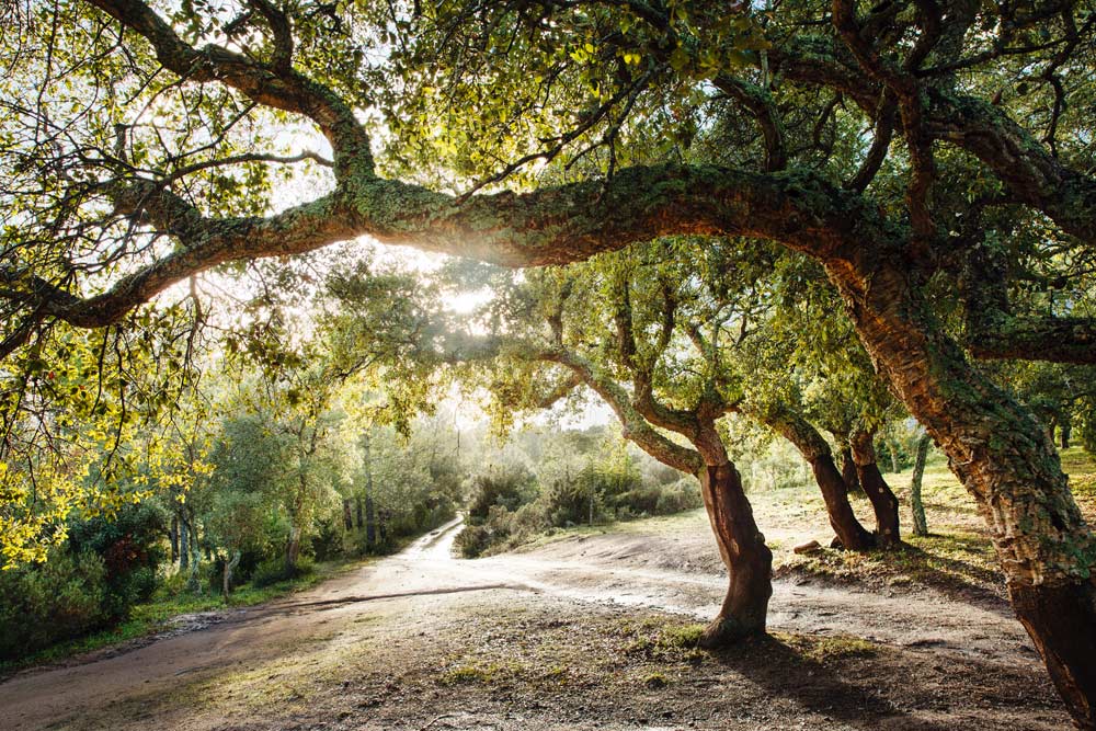 Corcho: el recurso natural más preciado en Gallura