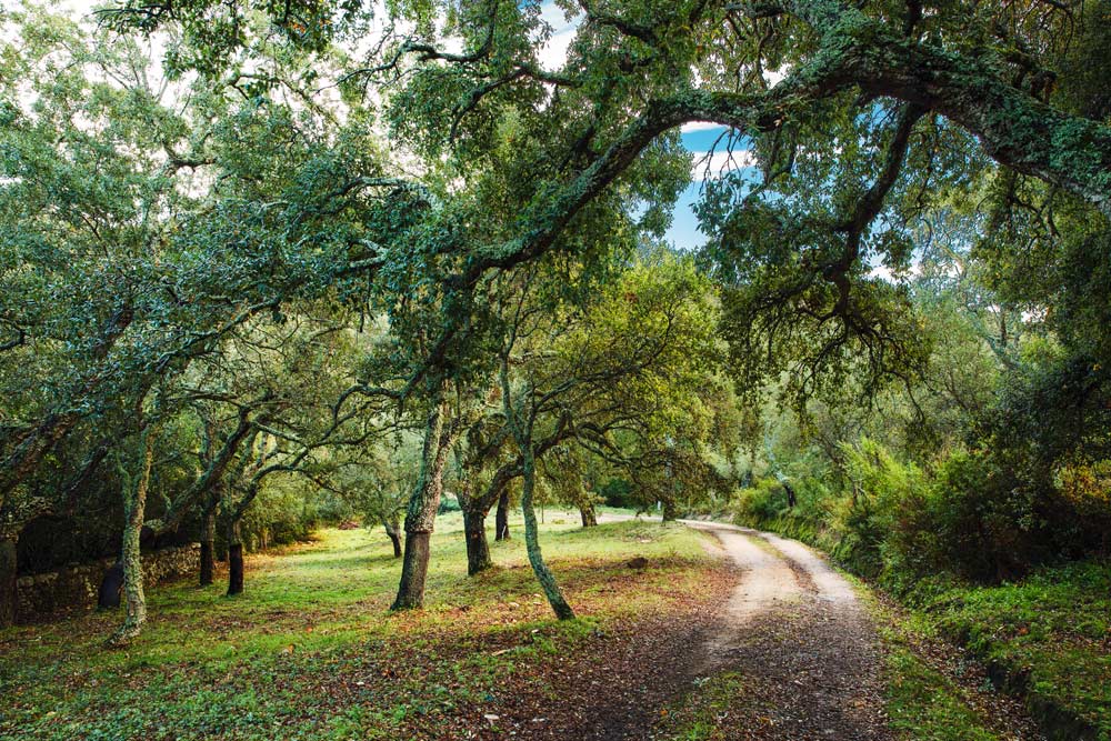 Le liège: la ressource naturelle plus précieuse de la Gallura