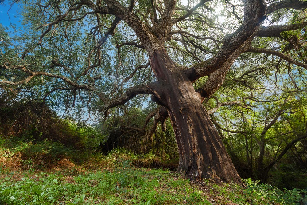 Cork: the most precious natural resource in Gallura