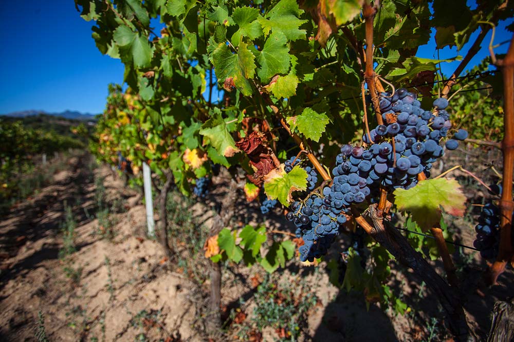Del Piemonte a la Gallura: el vino Nebiolo de Luras